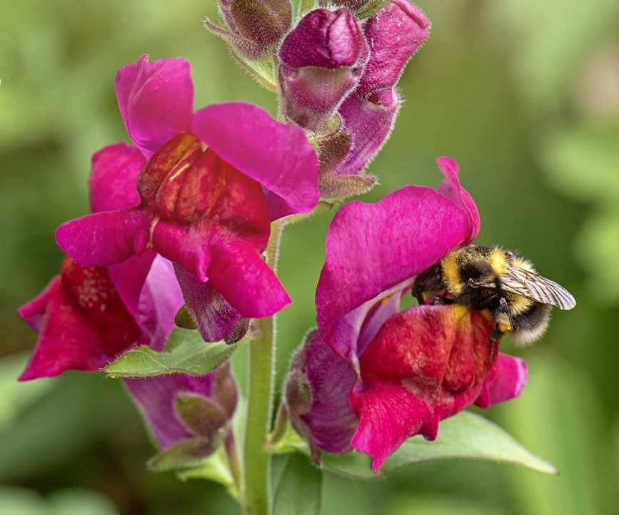 Snapdragon in bloom with a bee