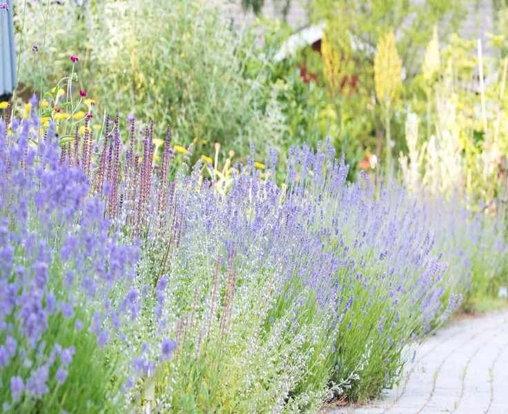 Reviving Woody Lavender Plants: Expert Pruning Tips for Spring Care