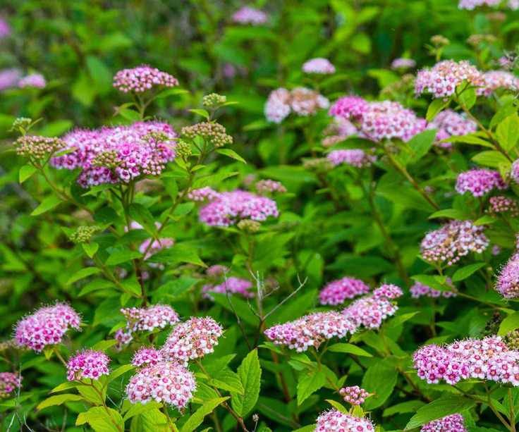 pink spirea flowers