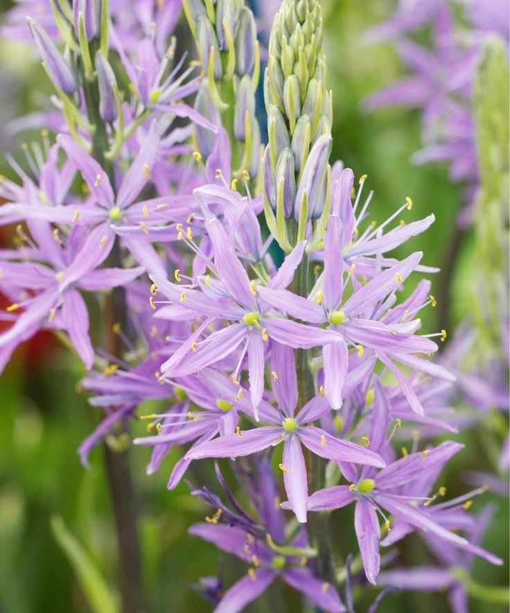 Camassia