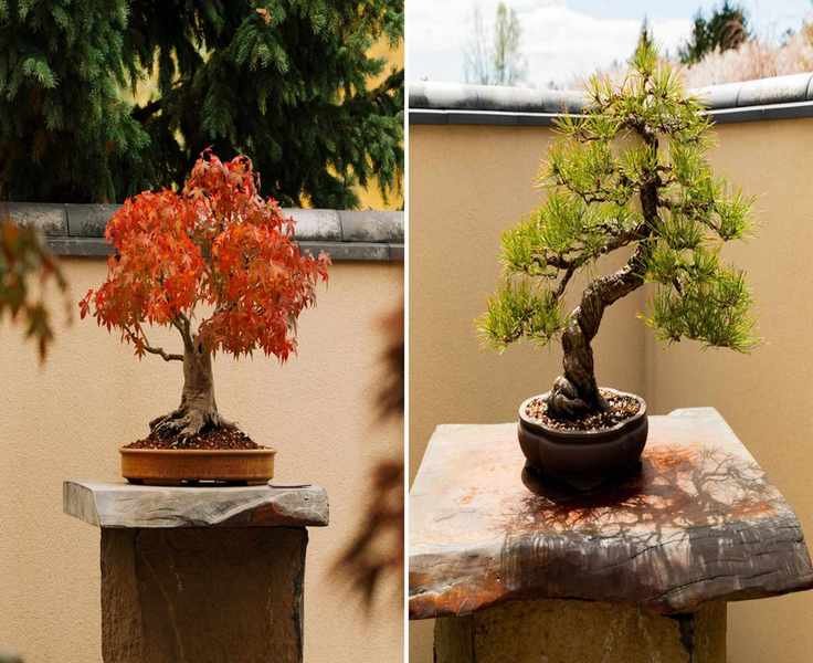 Meijer Japanese Garden bonsai collection. An acer and a pine bonsai tree
