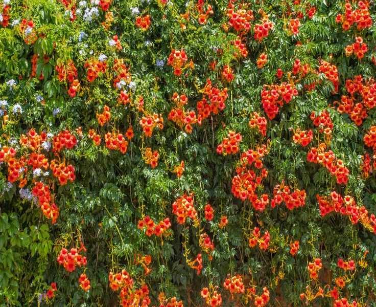 Pruning Your Trumpet Vine: Essential Timing and Techniques