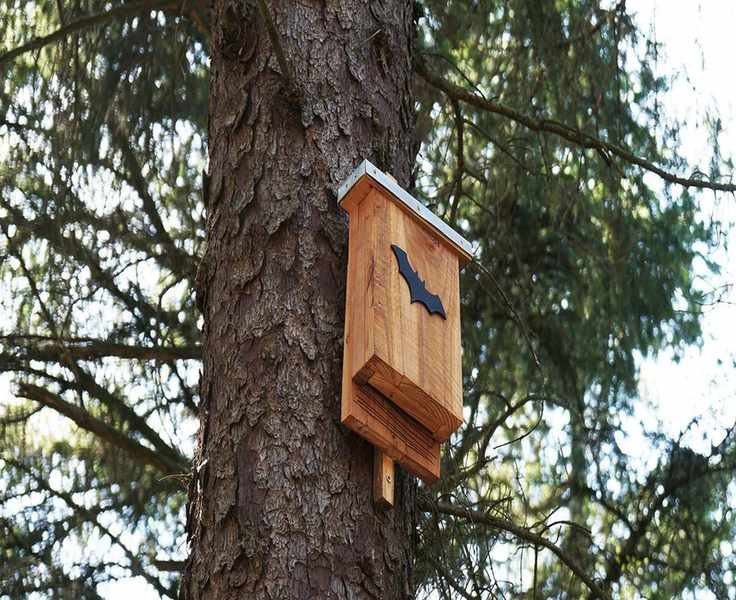 Bat Houses: Create a Cozy Roosting Box for Local Bats