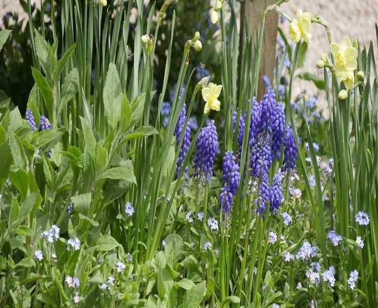 Companion Plants for Daffodils: Brighten Your Winter and Spring Garden