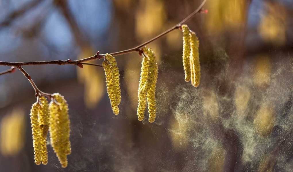 Top Allergy-Causing Trees in Backyards and Better Low-Pollen Options