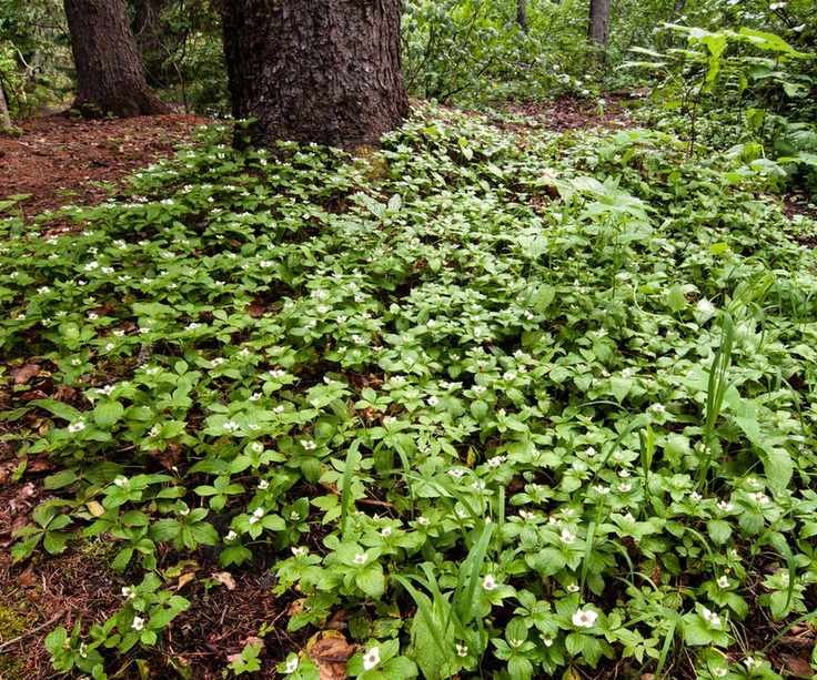 Bunchberry dogwood in a woodland