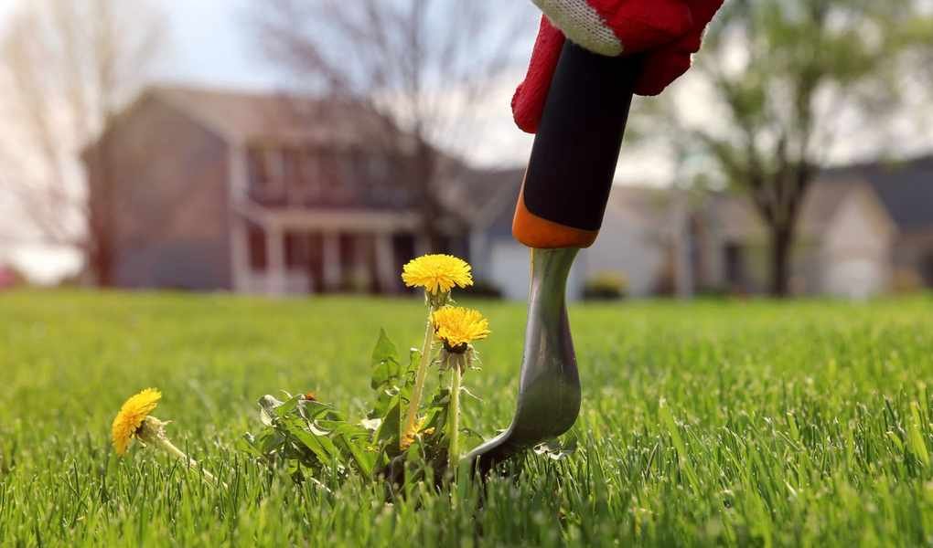 Exploring Weeder Types: Which Tool Works Best for Your Garden Needs