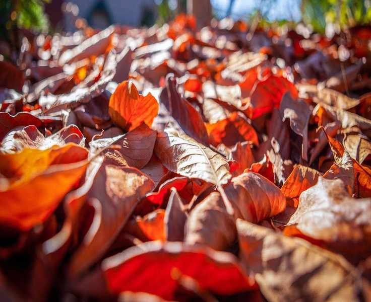 Using Fallen Leaves to Safeguard Your Plants This Winter
