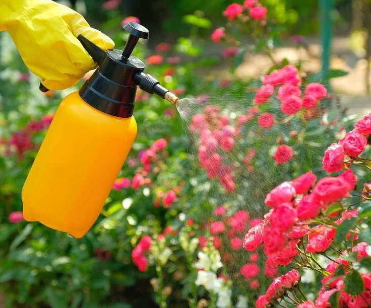 spraying roses