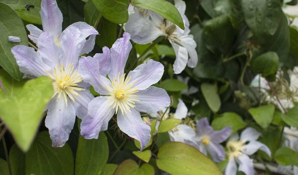 Clematis Pruning for Winter: When and How to Trim These Vines