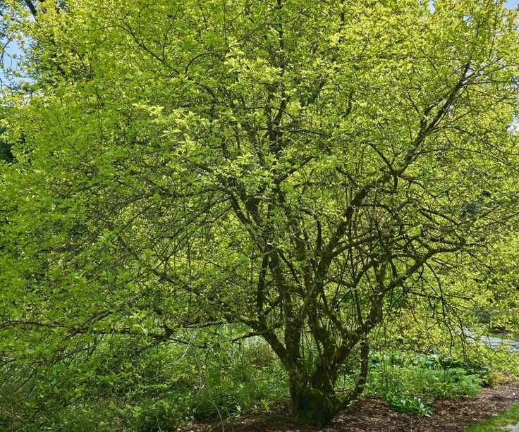 Cornus mas tree with leaves