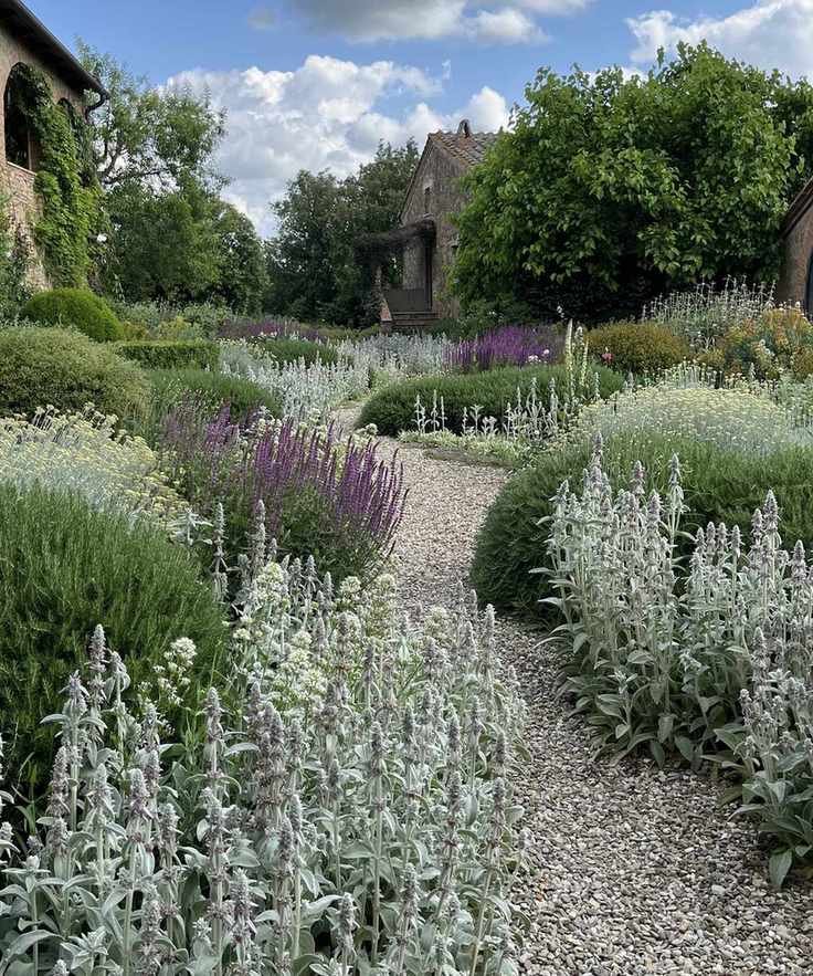 Gravel garden in Tuscany, with silver stachys, green rosemary and purple salvia and nepeta in summer