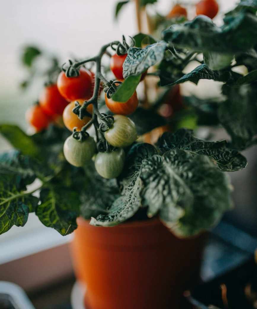 A tomato plant growing happily indoors full of fruit