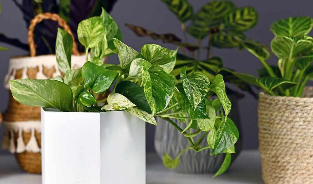 Why Is Your Pothos Drooping? Discover Common Mistakes and Fixes