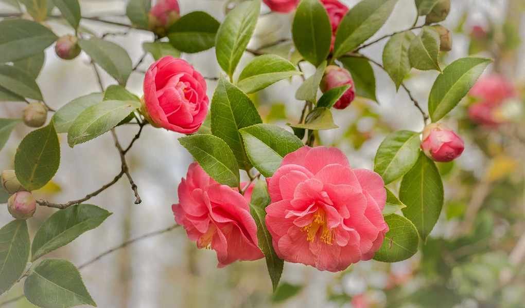 Fertilizing Camellias: Best Practices for Thriving Blooms