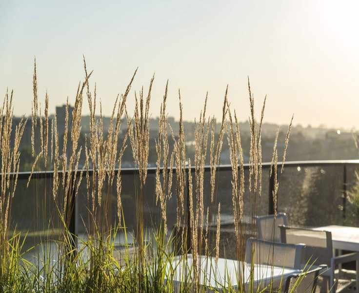 Best Plants for Balcony Privacy: Grasses, Shrubs, and Climbers