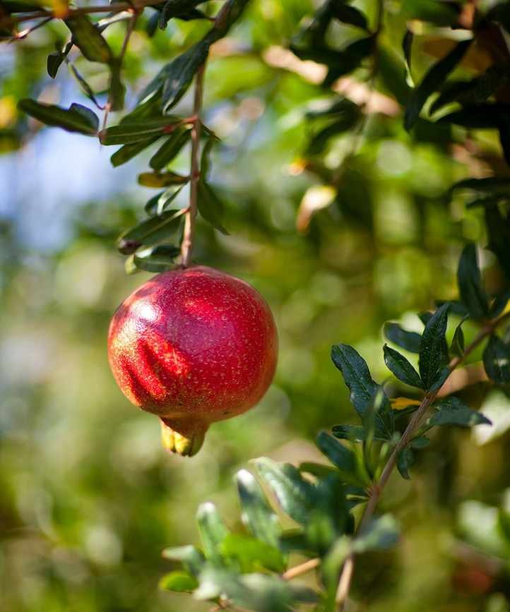 Designing a Low-Allergen Garden for Hay Fever Relief This Summer