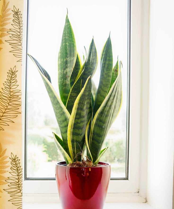 Sansevieria trifasciata plant