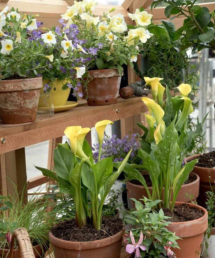 greenhouse with shelves of flower filled terracotta pots