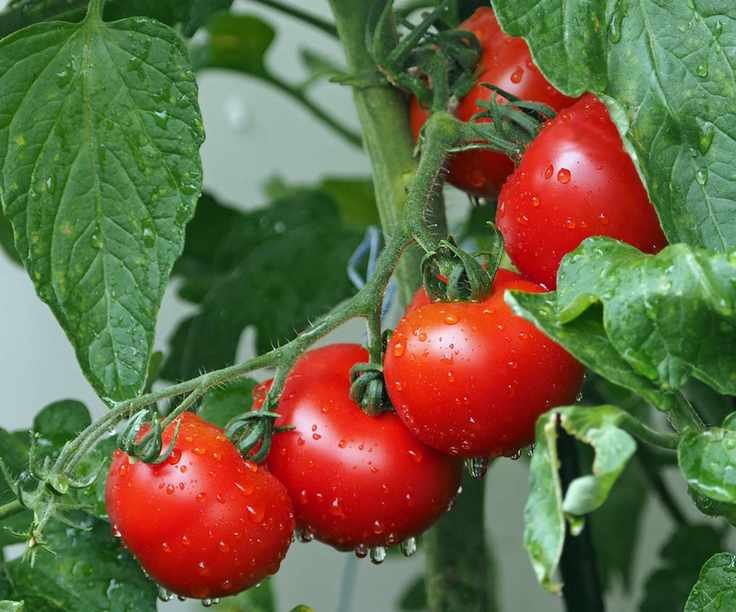 Up close image of cherry tomatoes wet from the rain