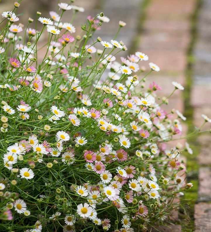 Cloud of erigeron karvinskianus