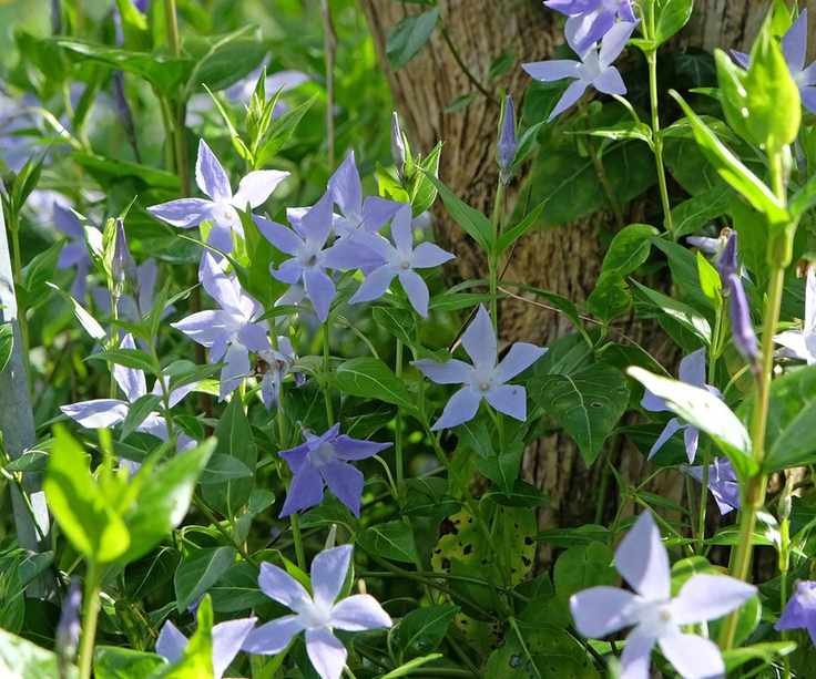 Purple flowers of vinca minor, periwinkle, in a sunny border