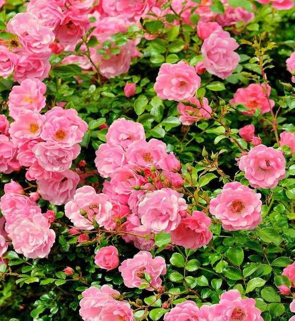 Pink ground cover rose in bloom