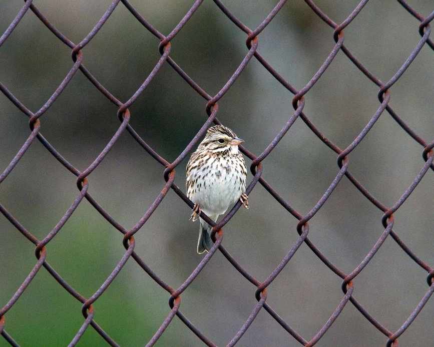 Installing a Chain Link Fence: An Affordable Way to Define Your Space