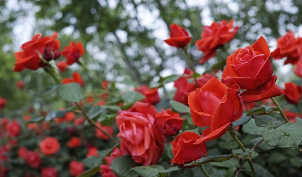 6 Common Rose Growing Mistakes to Avoid for Beautiful Blooms