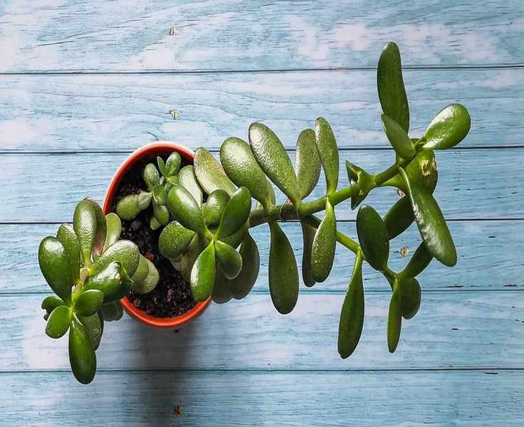 Pruning Your Jade Plant: Essential Steps for Optimal Health
