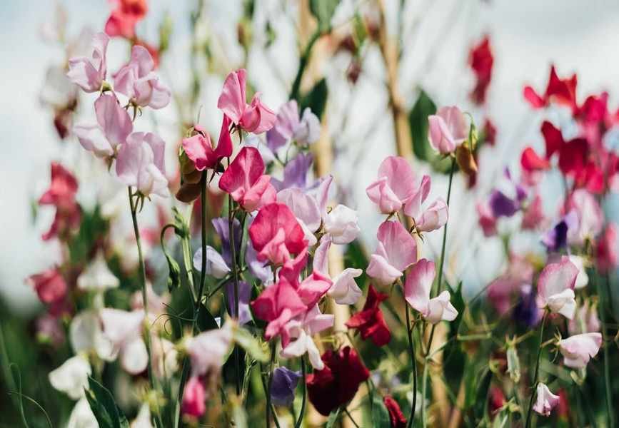 Essential Steps for Planting Sweet Peas in April for Summer Blooms