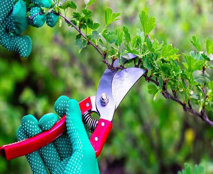 Mastering the 1/3 Pruning Rule: Protect Your Shrubs and Trees