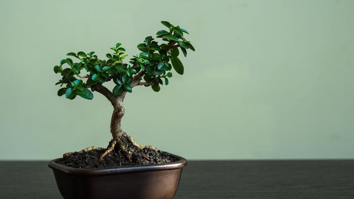 Bonsai Tree Placement for Balance and Prosperity in Your Home