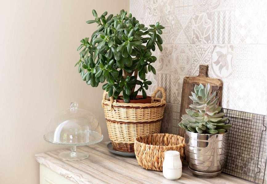 Preventing Red Leaves on Your Jade Plant with One Simple Change