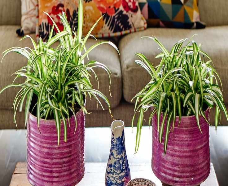 Essential Tips for Caring for Spider Plants: A Beginner's Guide