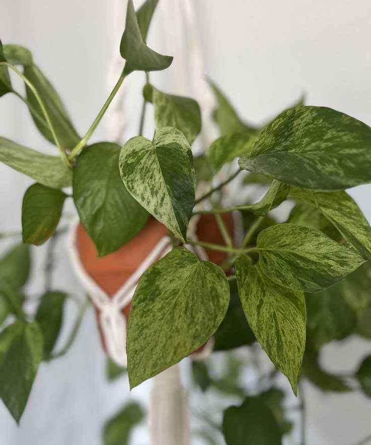 hanging pothos plant