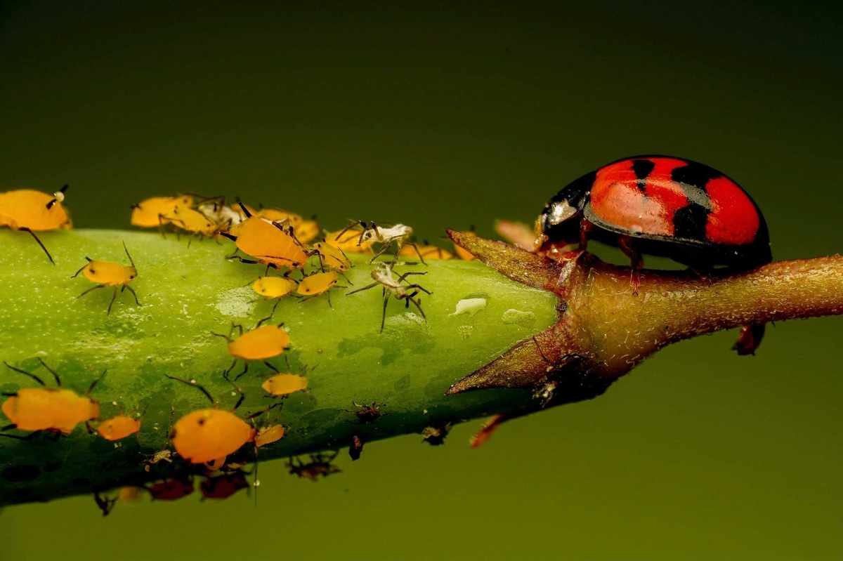 Effective Ways to Eliminate Aphids and Protect Your Garden