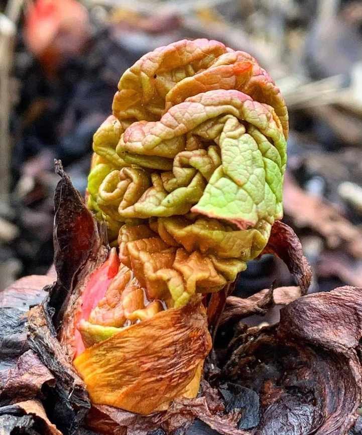 rhubarb crown bud in the ground