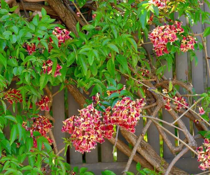 bignonia capreolata, cross vine