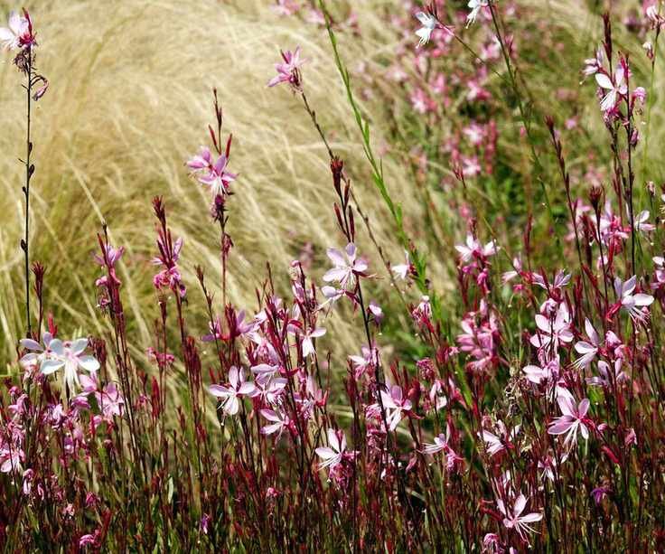 Gaura
