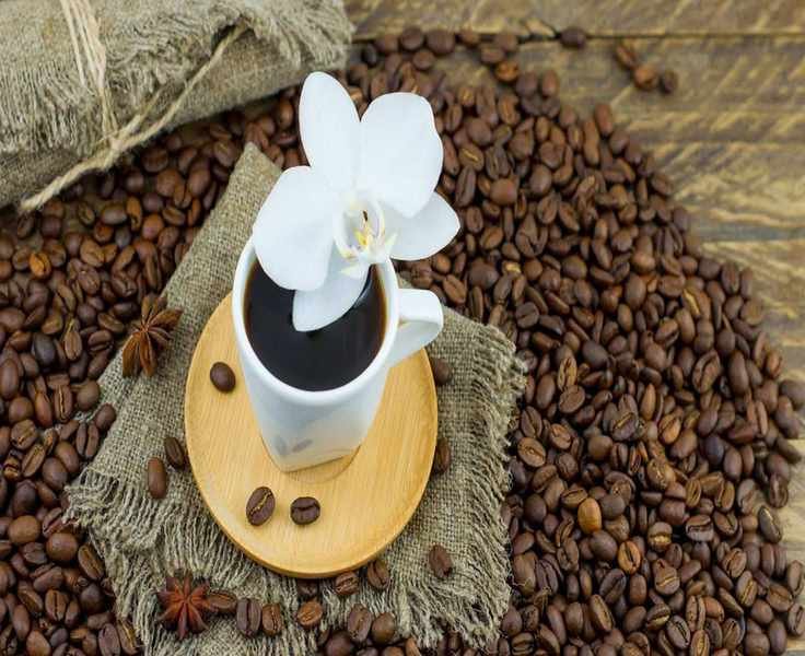 Do Orchids Benefit from Coffee Grounds? Expert Insights on DIY Fertilizer
