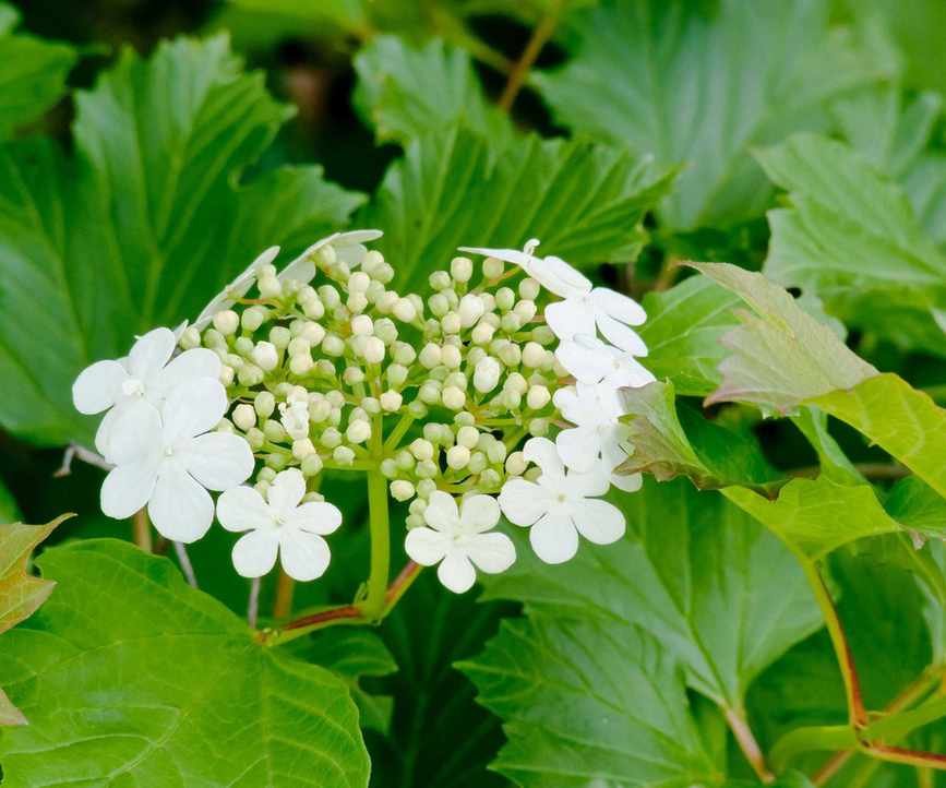 Viburnum opulus 'Compactum'