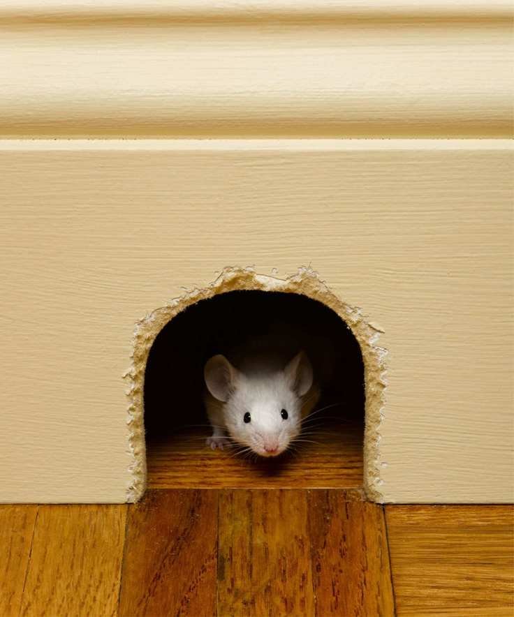 Mouse peeking out of mouse hole