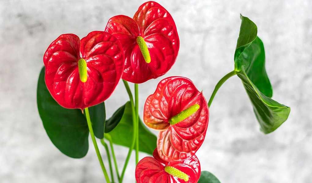 Expert Tips for Thriving Anthurium Care and Growing Indoor Plants