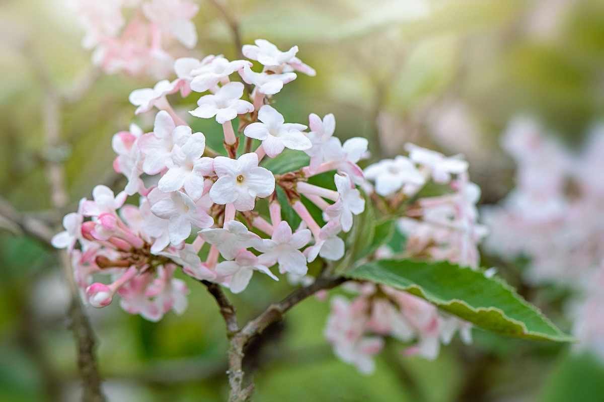 Viburnum spring flowers