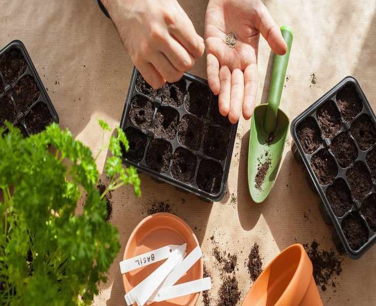Mastering Your Seed Sowing Schedule for an Efficient Gardening Year