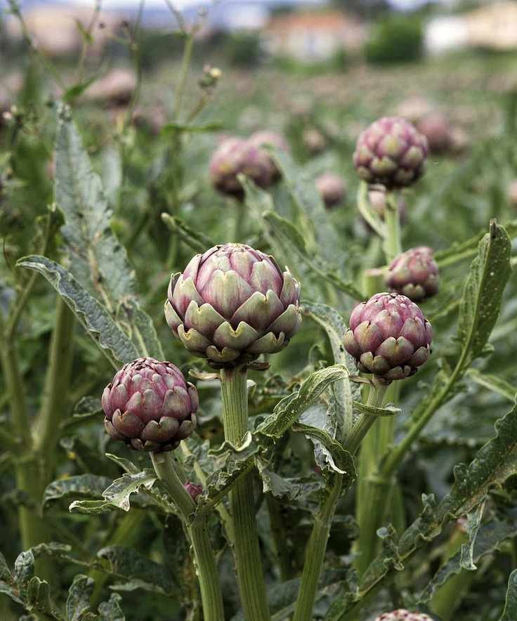 Globe artichokes growing in a vegetable garden