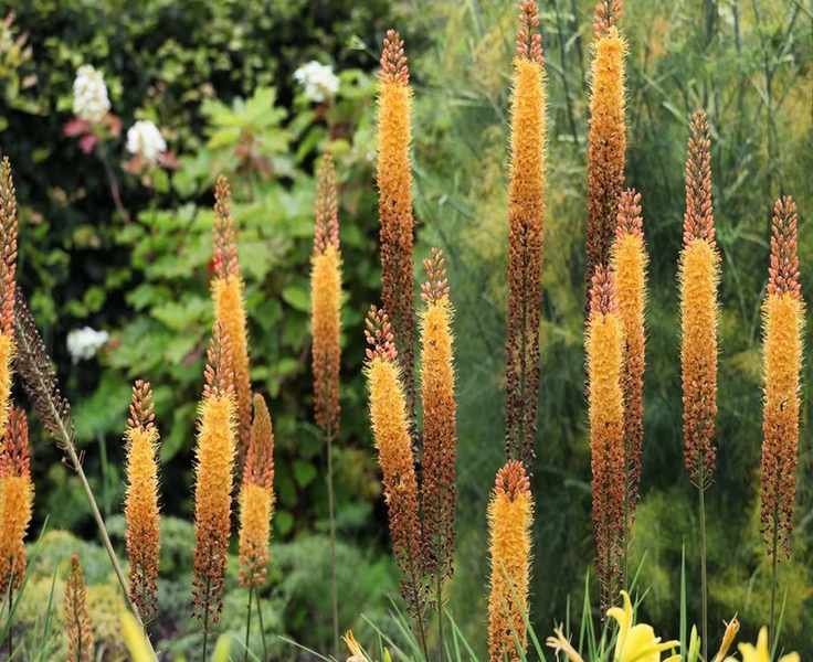 Top Tall Perennial Flowers for Privacy and Natural Screening