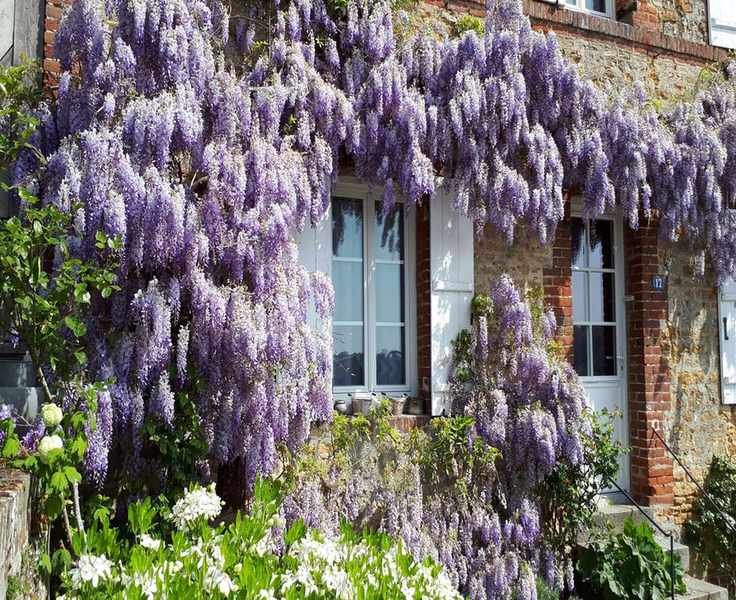 Top Climbing Plants to Beautify Your Home's Front Entrance