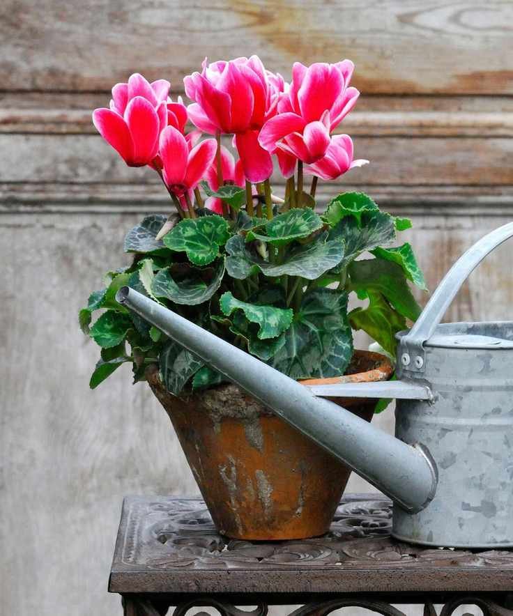 Pink cyclamen in a pot